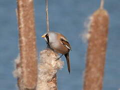 Bearded Reedling