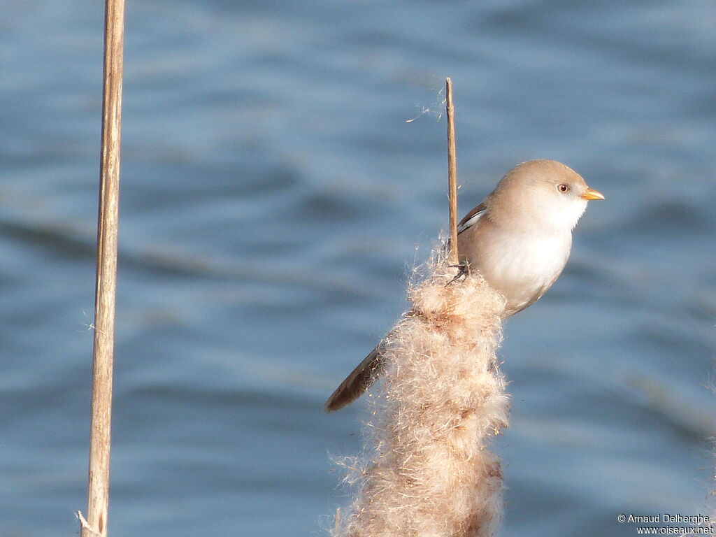 Bearded Reedling female adult, feeding habits, eats