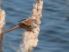 Bearded Reedling