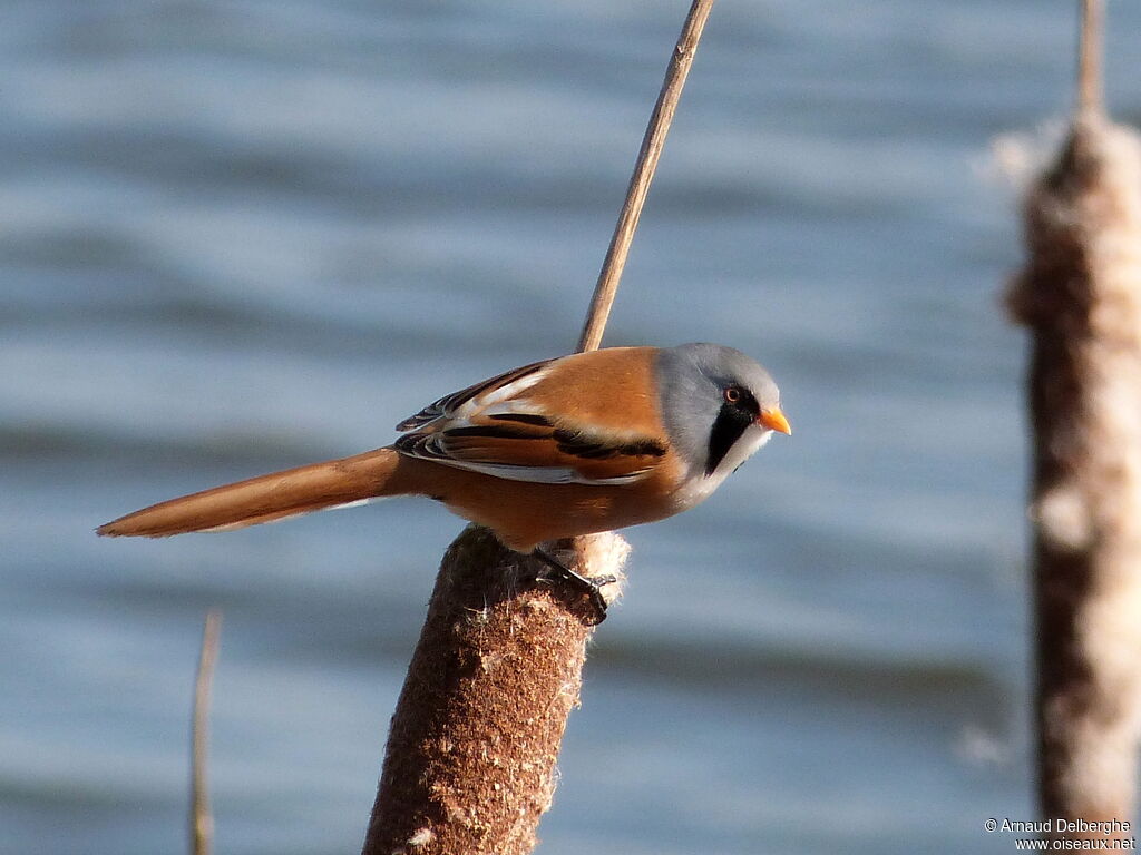 Bearded Reedling male