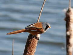 Bearded Reedling