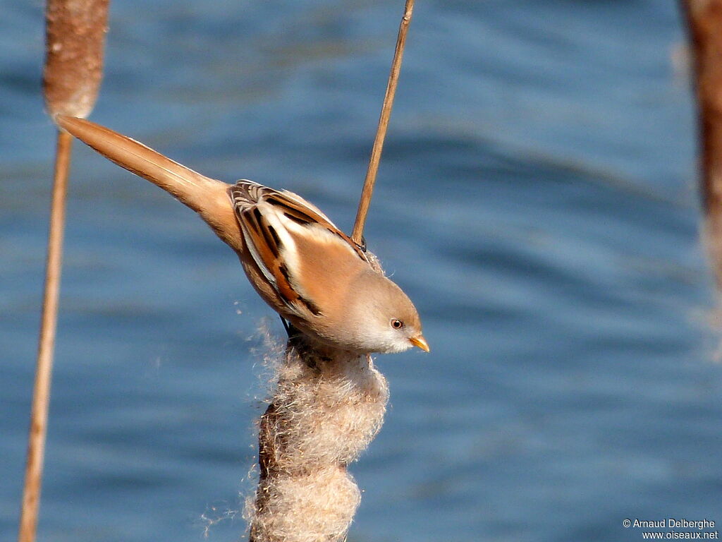 Bearded Reedling female