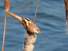 Bearded Reedling