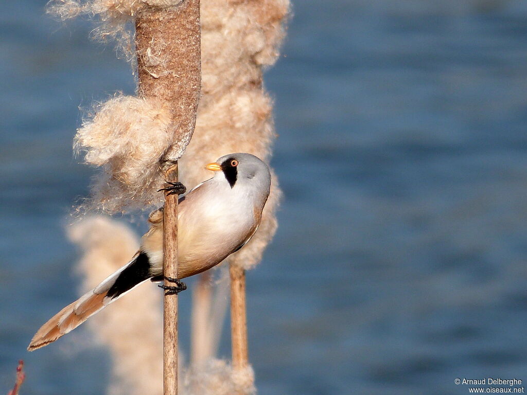 Bearded Reedling male