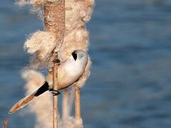 Bearded Reedling