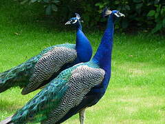 Indian Peafowl