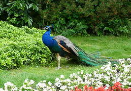 Indian Peafowl