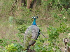 Indian Peafowl