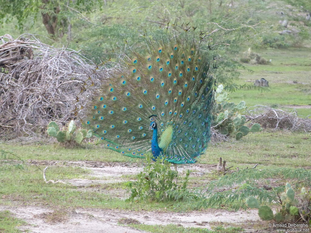 Paon bleu