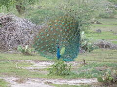 Indian Peafowl