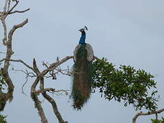 Indian Peafowl