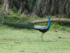 Indian Peafowl