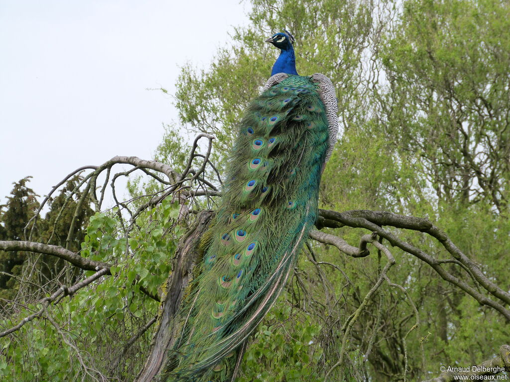 Indian Peafowl