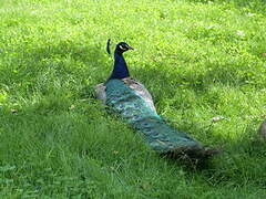 Indian Peafowl