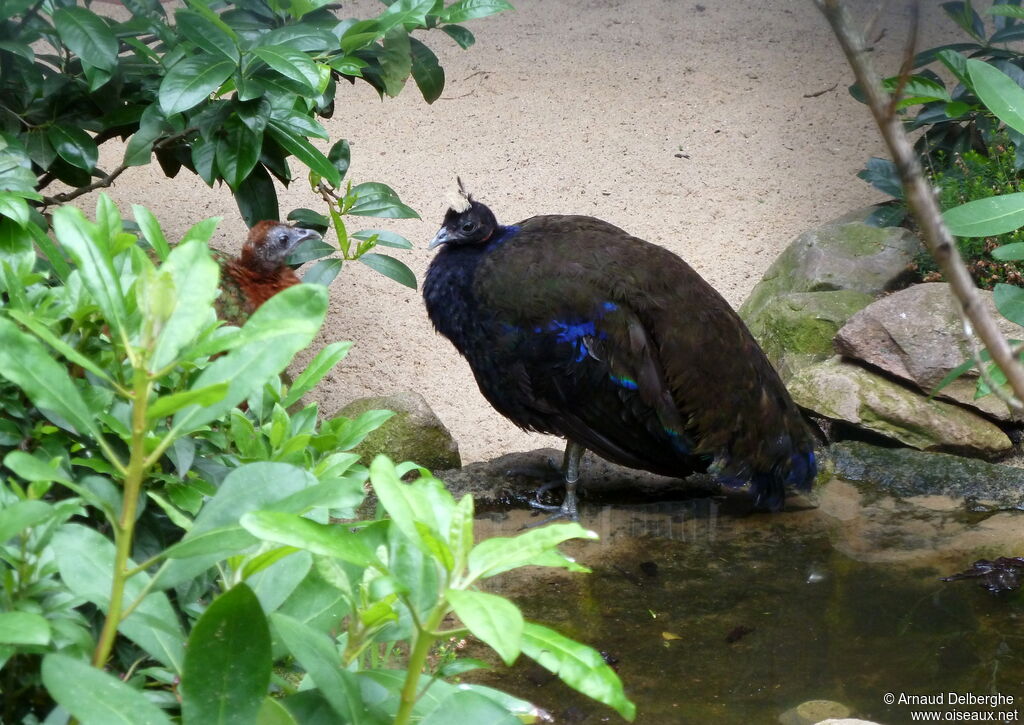 Paon du Congo