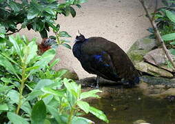 Congo Peafowl