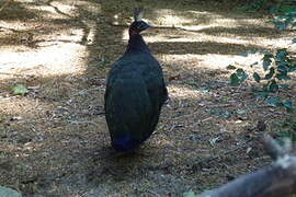 Congo Peafowl