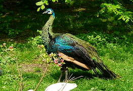 Green Peafowl