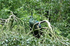 Green Peafowl