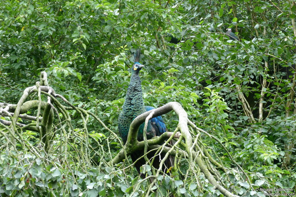 Green Peafowl