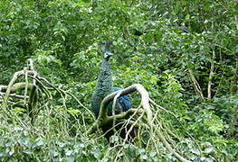 Green Peafowl