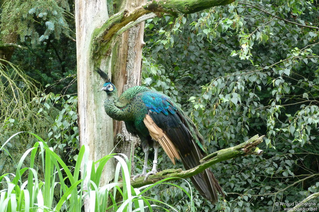 Green Peafowl