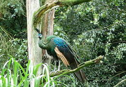 Green Peafowl