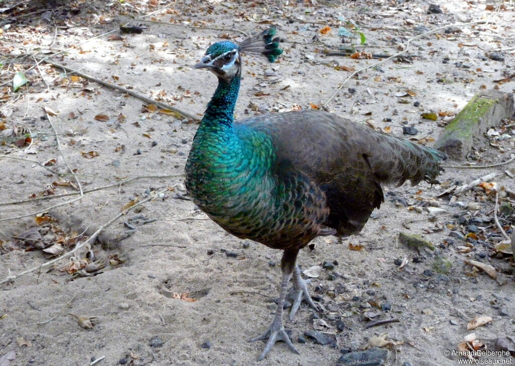 Green Peafowl