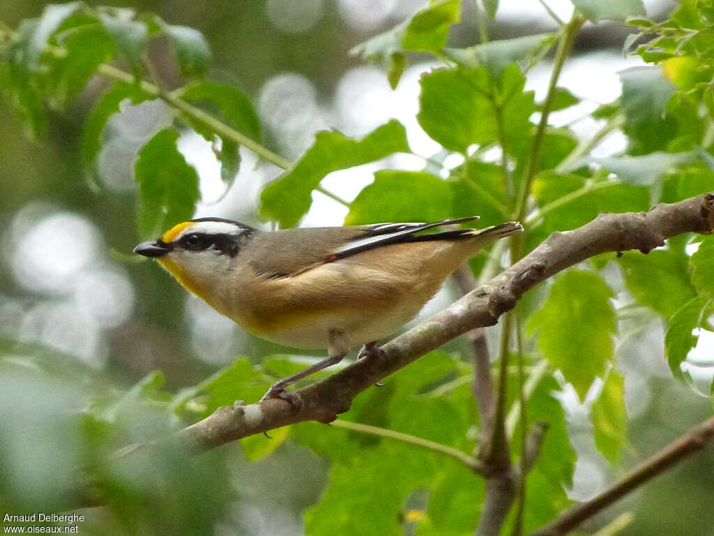 Striated Pardaloteadult, identification