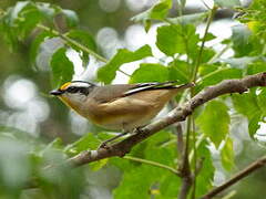 Striated Pardalote