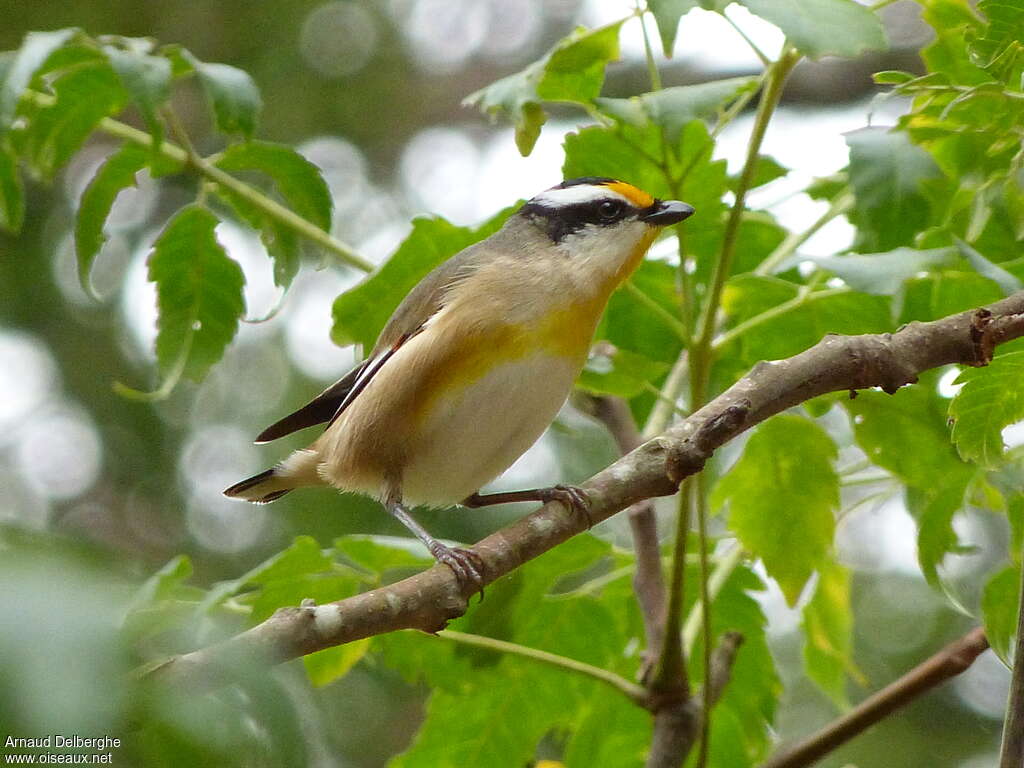 Pardalote à point jauneadulte