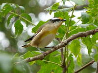 Pardalote à point jaune