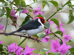 Yellow-billed Cardinal