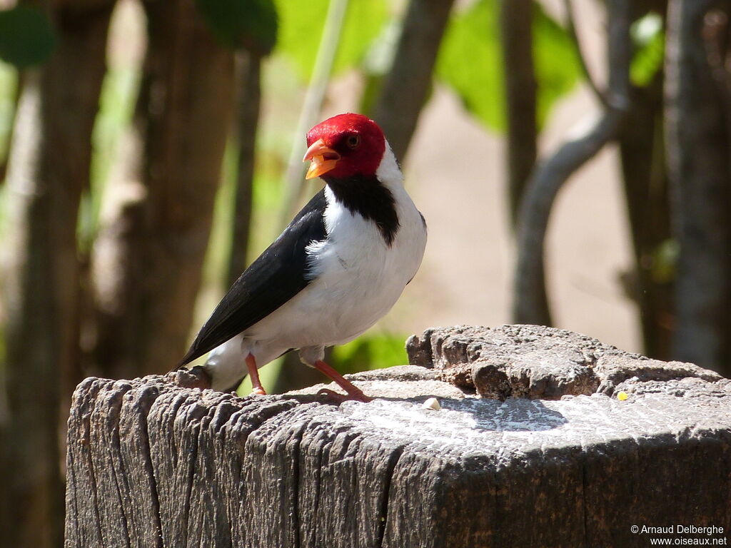 Yellow-billed Cardinal