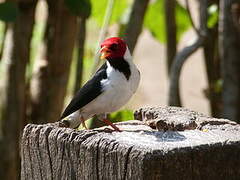 Yellow-billed Cardinal