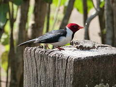 Yellow-billed Cardinal