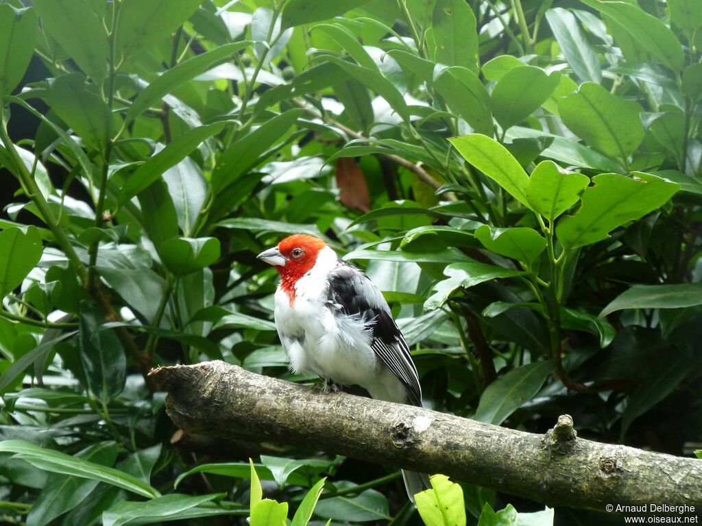 Red-cowled Cardinal