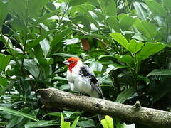 Red-cowled Cardinal