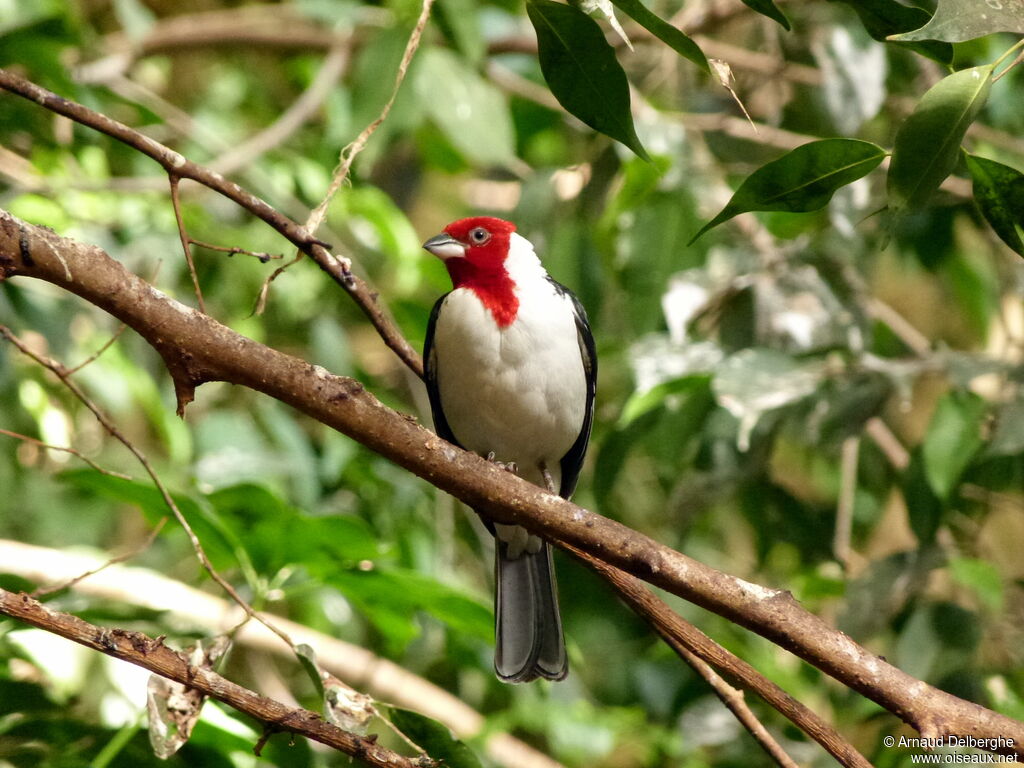 Paroare dominicain