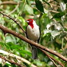Paroare dominicain