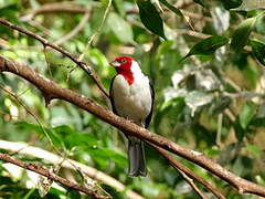 Red-cowled Cardinal