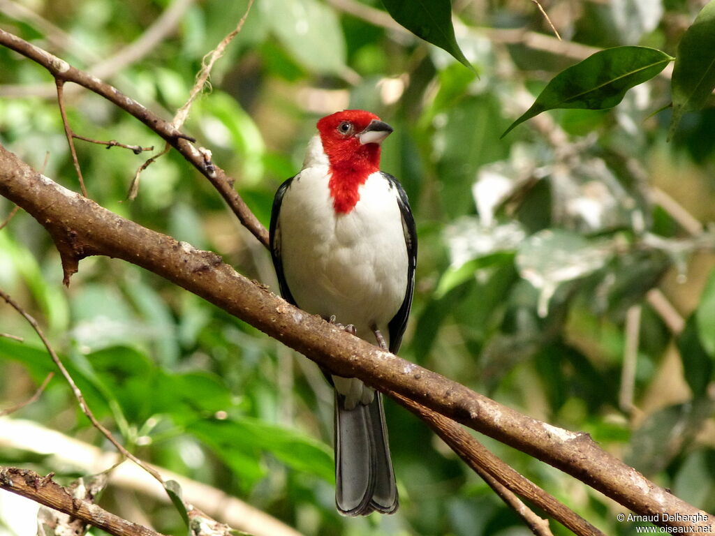 Red-cowled Cardinal