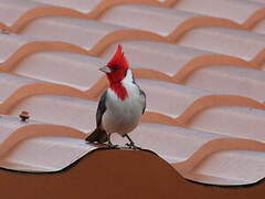 Red-crested Cardinal