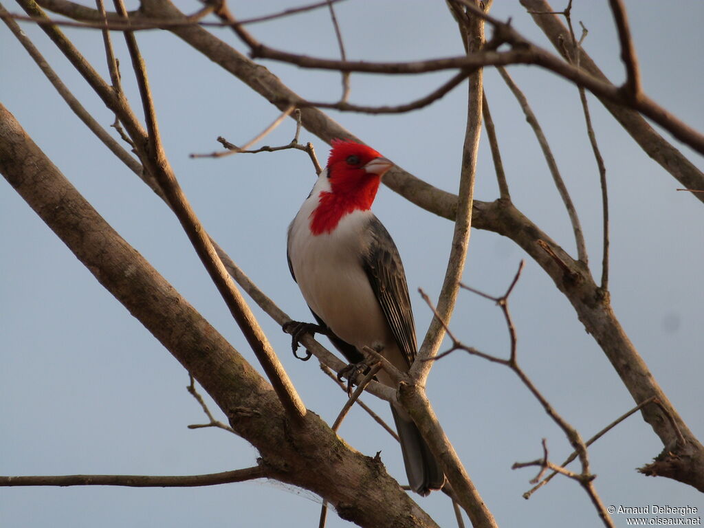 Red-crested Cardinal