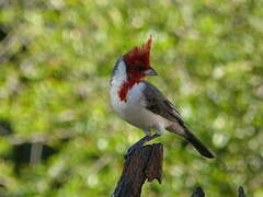 Red-crested Cardinal