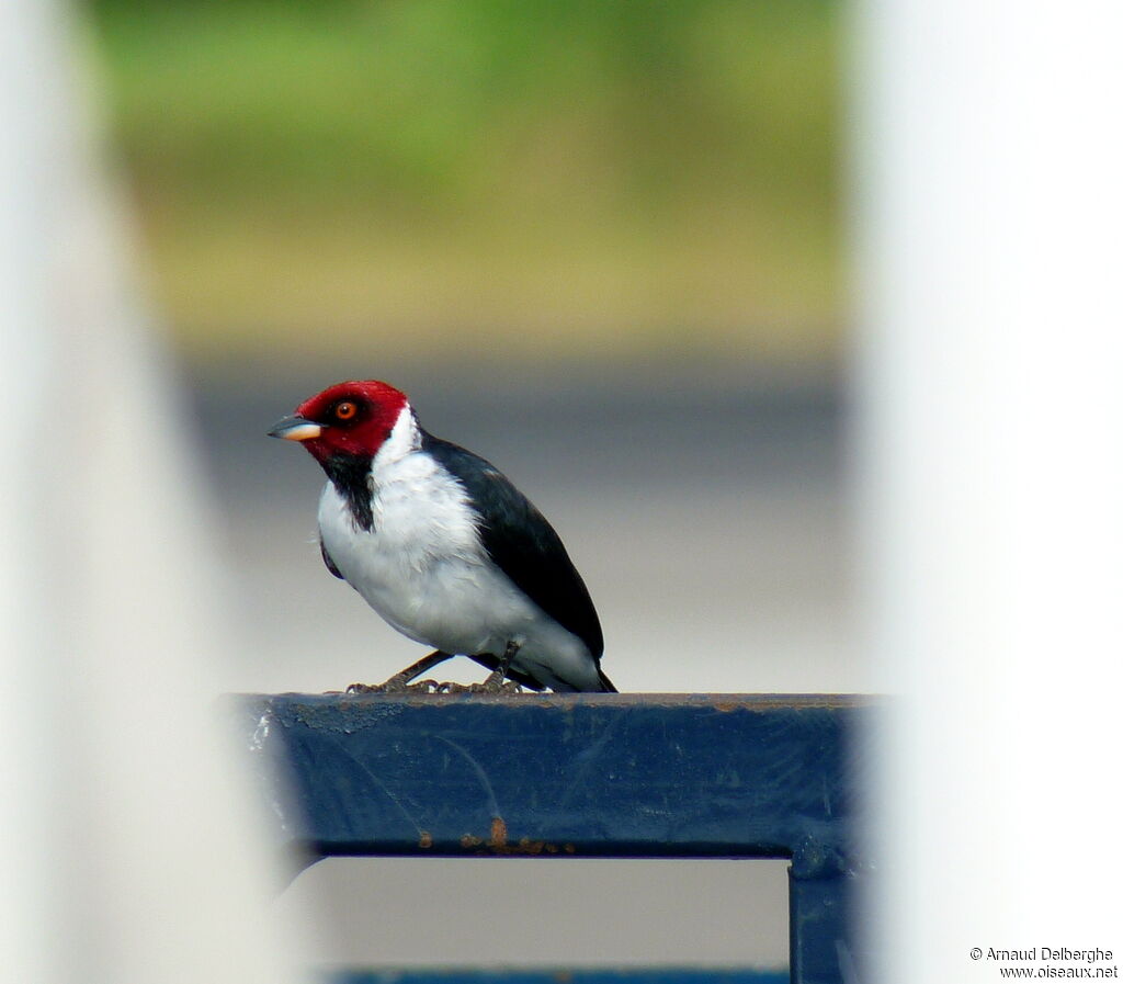 Red-capped Cardinal