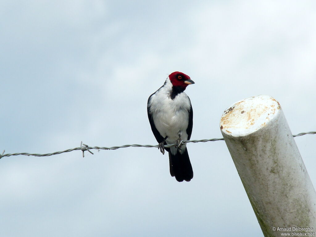 Red-capped Cardinal