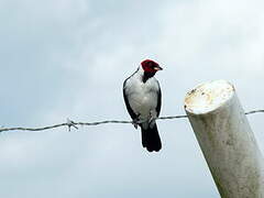 Red-capped Cardinal