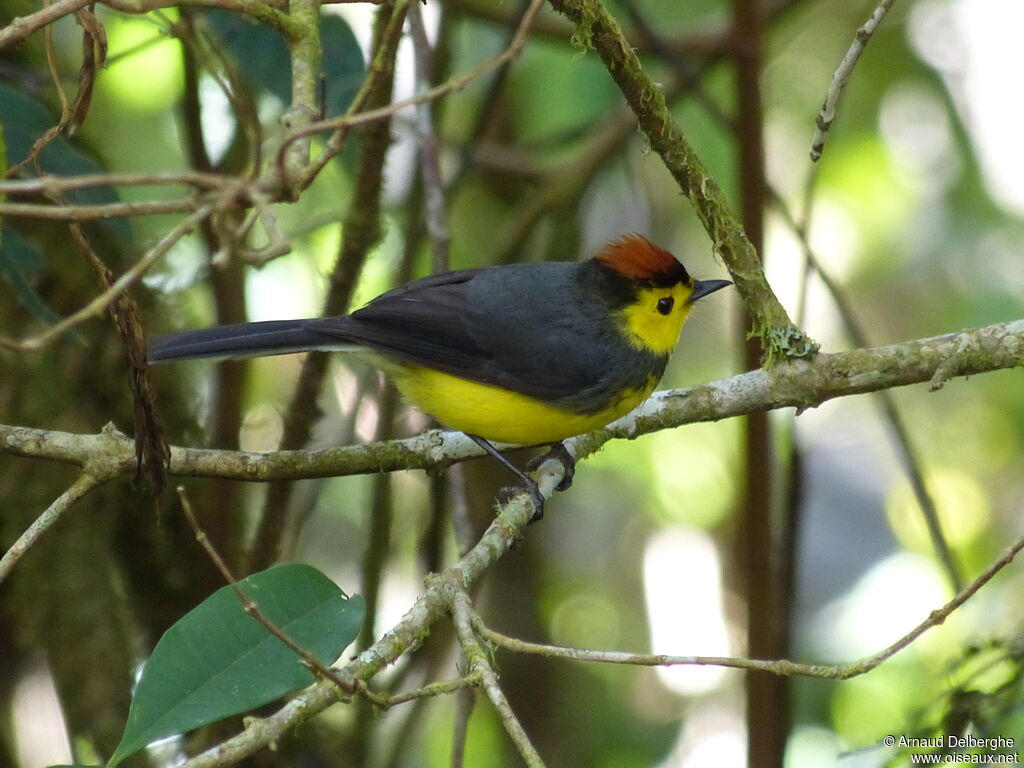 Paruline ceinturée