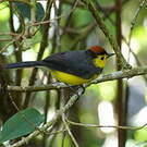 Paruline ceinturée